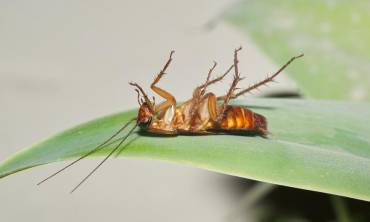 Insecten bestrijding