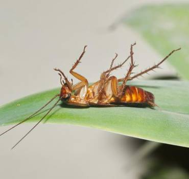 Insecten bestrijding