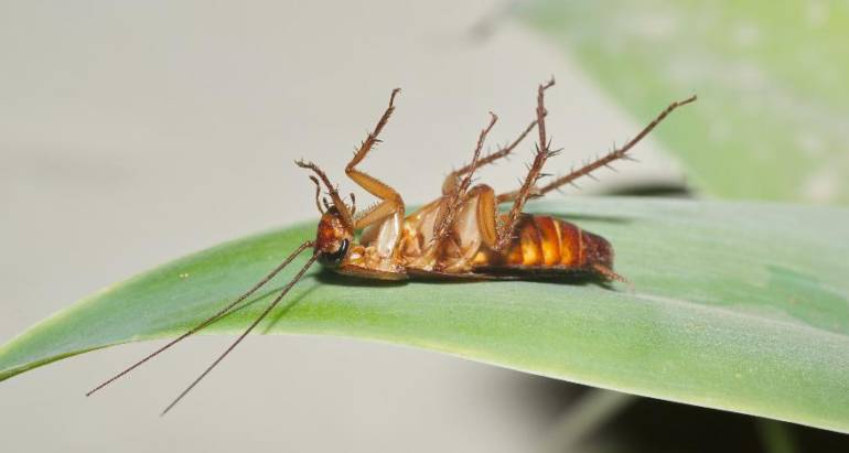 Insecten bestrijding